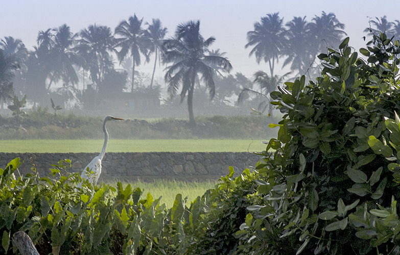 Rice Field-Allepey